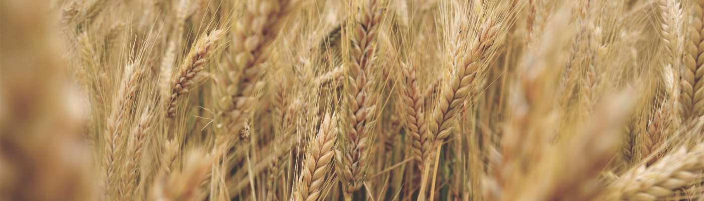 What is durum wheat?
